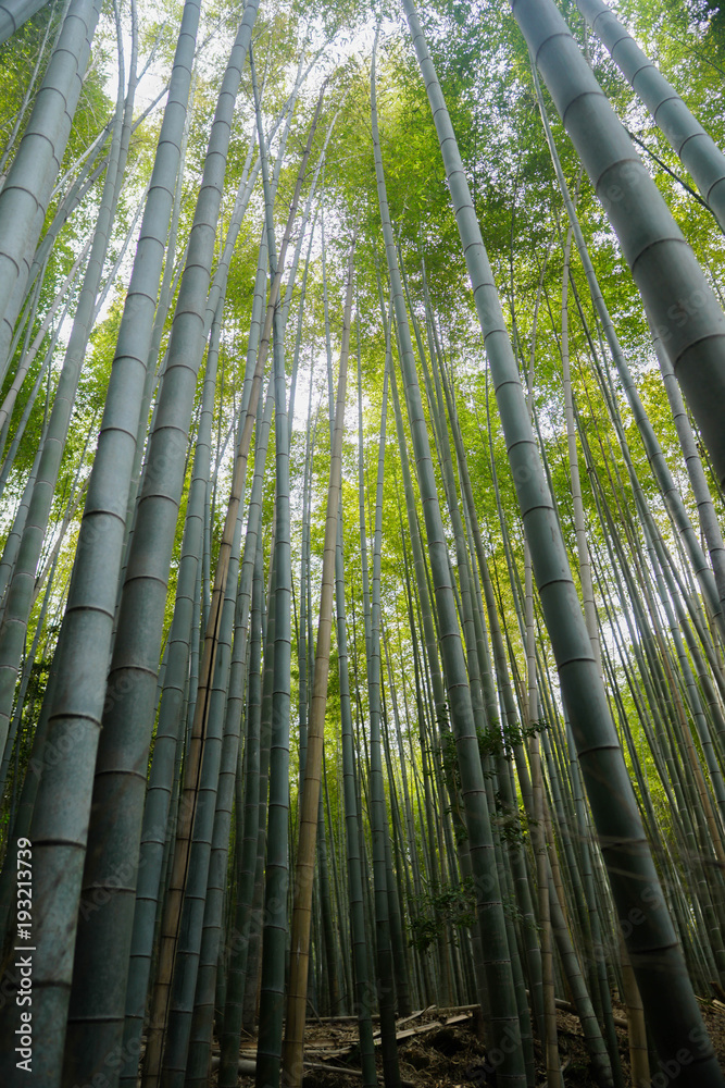 京都 嵐山 竹林 京都 嵐山 竹林