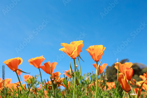 Poppy field and wild flowers in sunlight under a blue sky