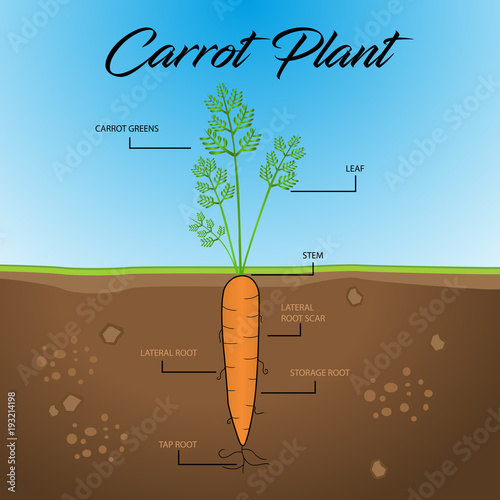 infographic carrot plant