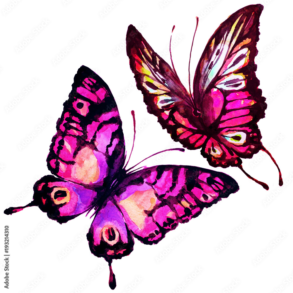 Obraz piękny różowy motyl, akwarela, na białym tle