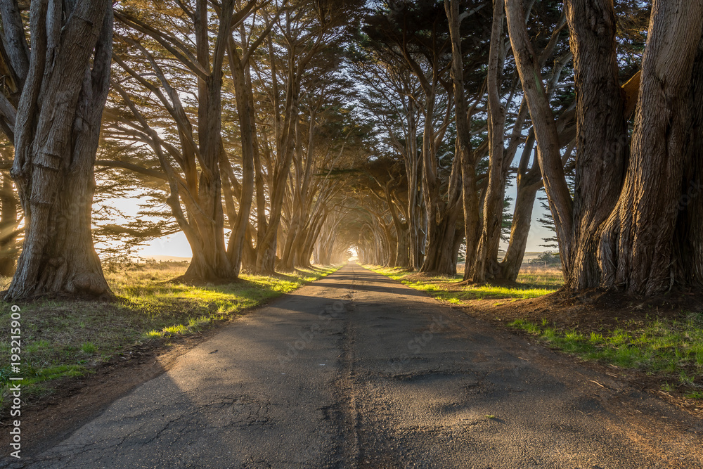 Obraz premium Golden Hour from the Cypress Tree Tunnel 