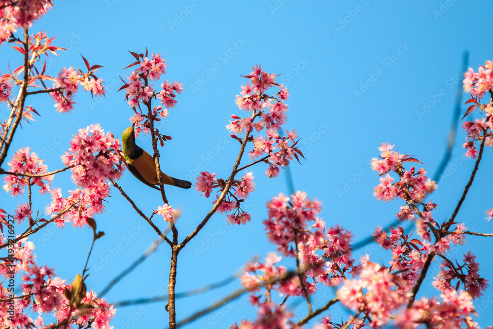 The yellow bird on the pink cherry blossom The yellow bird on the pink cherry blossom