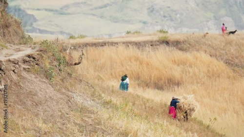 Rural life of women of the andean mountains. Harvesting wheat of crops wearing colorful costumes. 