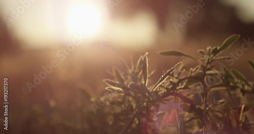 Magic hour in field, close up