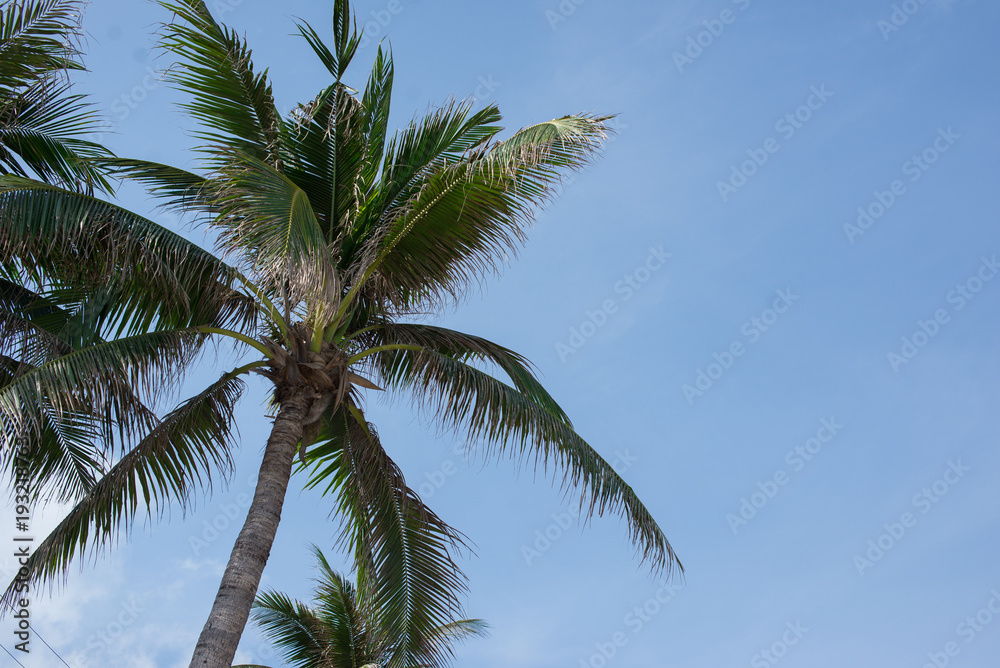 Fototapeta premium Cocount tree with blue sky