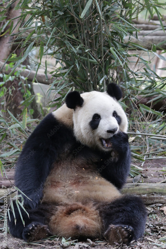 Fototapeta premium Giant Panda eats Bamboo Biscuit, China