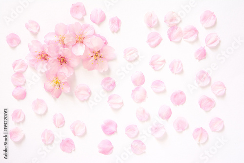 桜の花 白背景