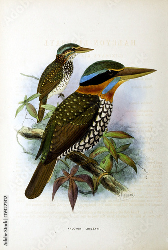 Illustration of bird photo