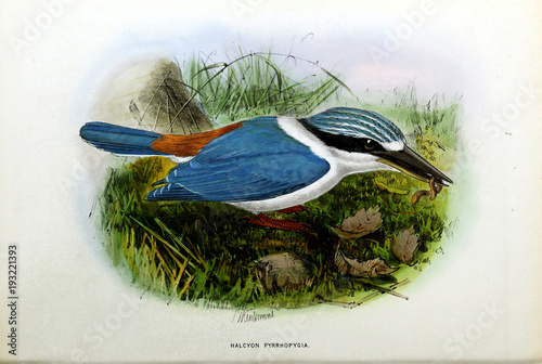 Illustration of bird photo