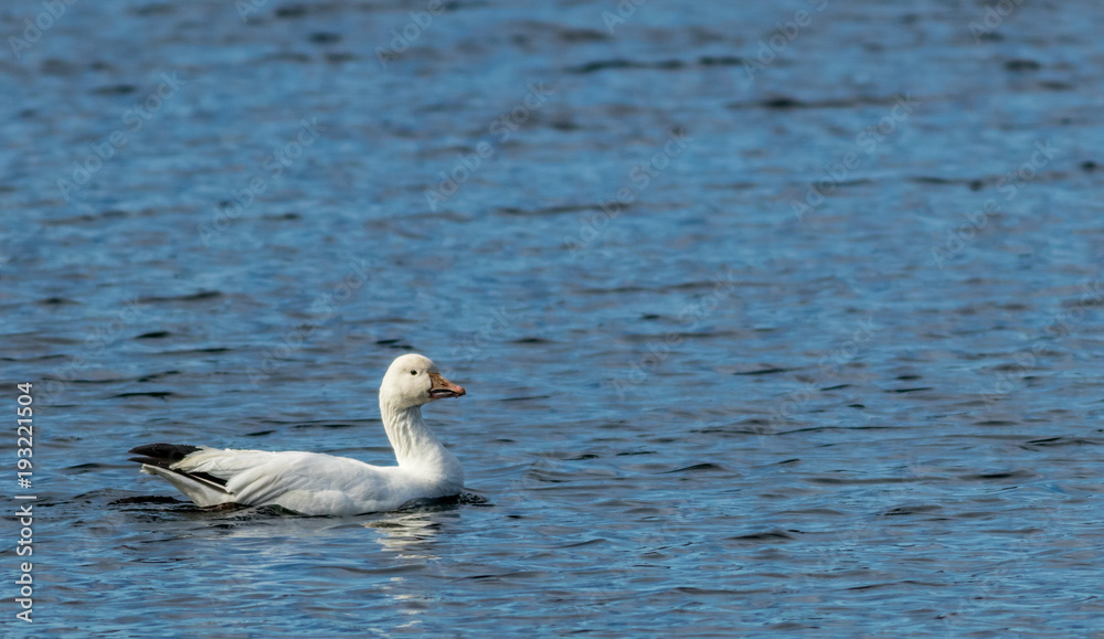 Snow Goose (Chen caerulescens) swims alone during Migration over Merrill Creek Reservoir, Harmony, NJ, in on a late winter afternoon