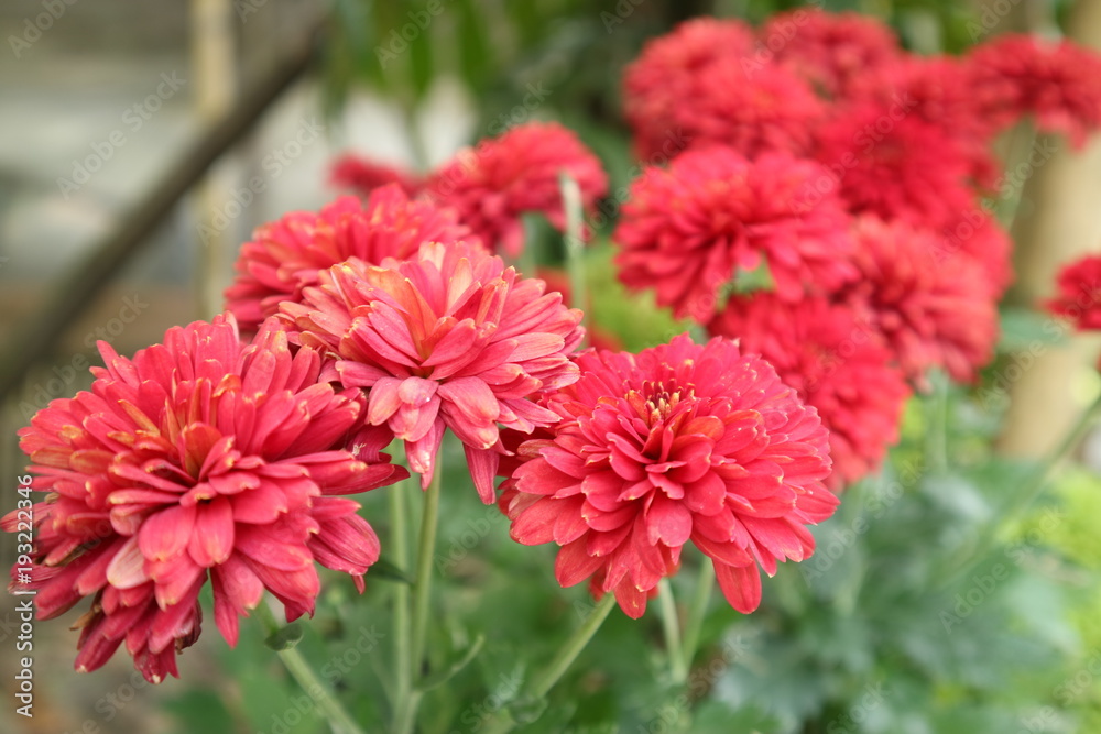 chrysanthemum in Red chrysanthemum in Red