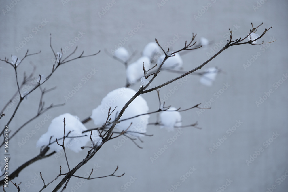 winter snow winter snow