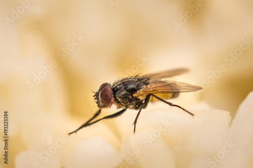 housefly © Annop