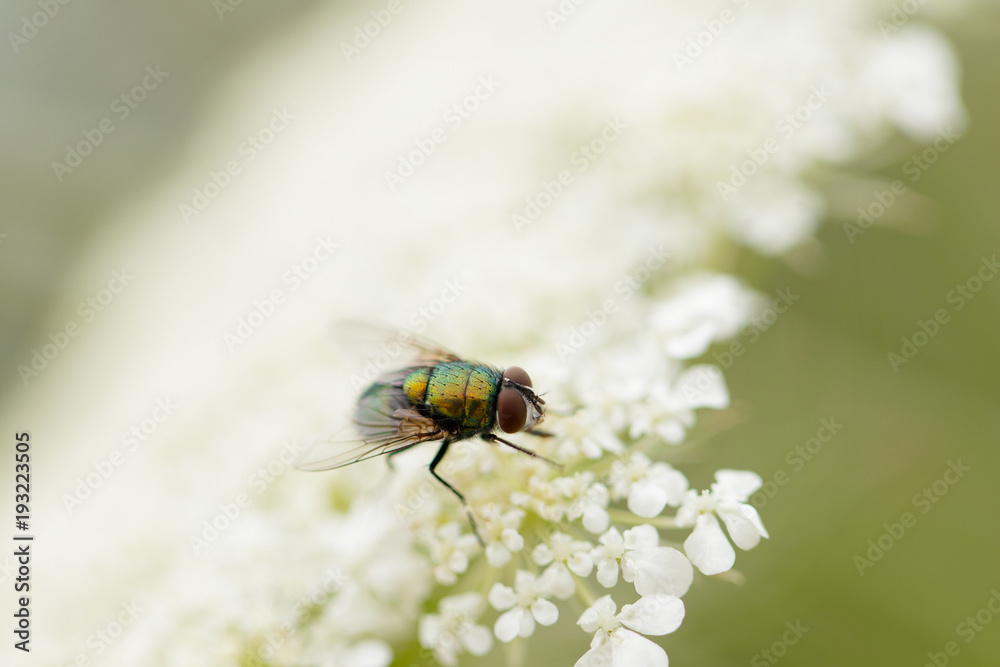 Glossy fly is sitting on the white flower Glossy fly is sitting on the white flower