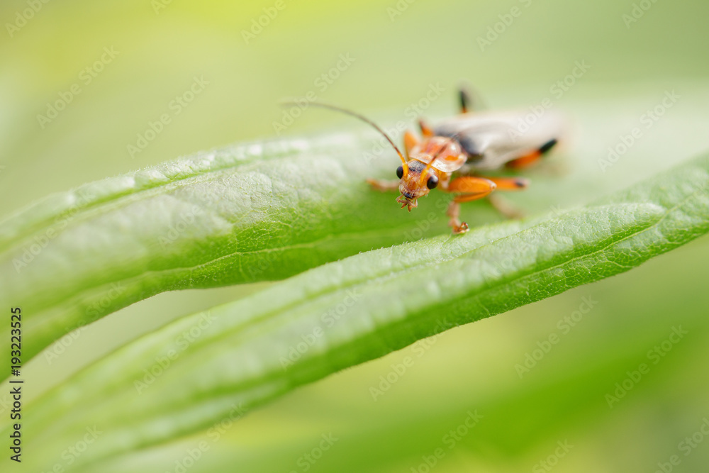 Red insect is sitting on the leaf,macro Red insect is sitting on the leaf,macro