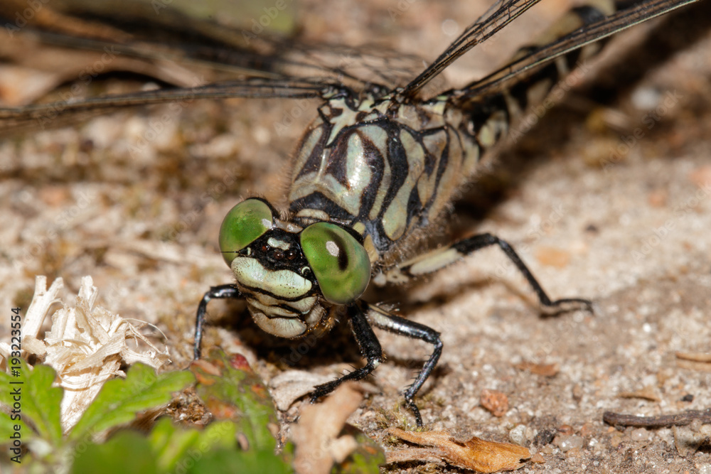 Green dragonfly is resting on the ground Green dragonfly is resting on the ground