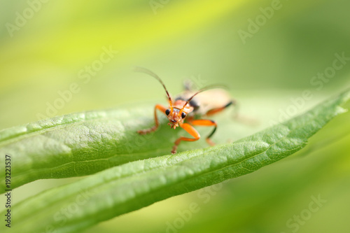 Red insect is sitting on the leaf © Jule