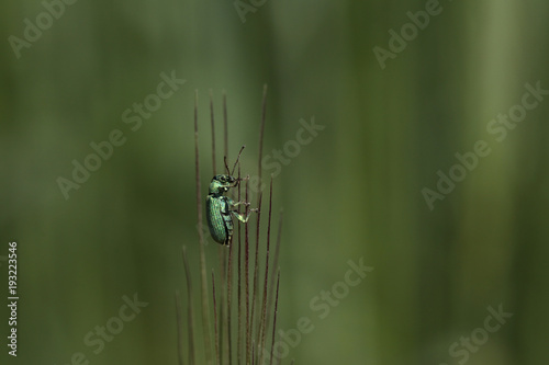 Beautiful,interesting green small insect  is resting