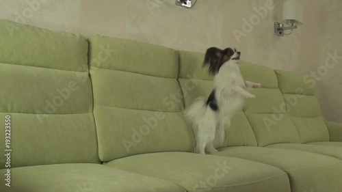 Dog Papillon funny jumping on his hind legs slow motion stock footage video photo