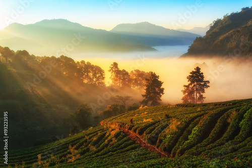 Morning sunrise in strawberry field at doi Angkhang mountain, Chiang mai, Thailand