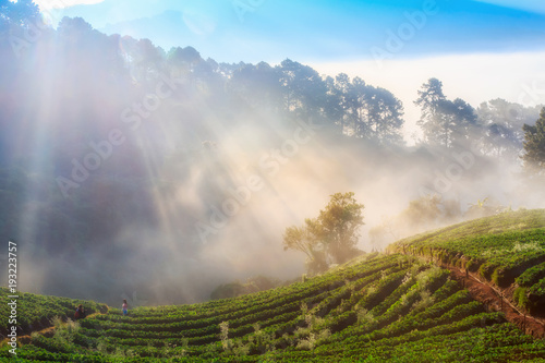 Morning sunrise in strawberry field at doi Angkhang mountain  Chiang mai  Thailand