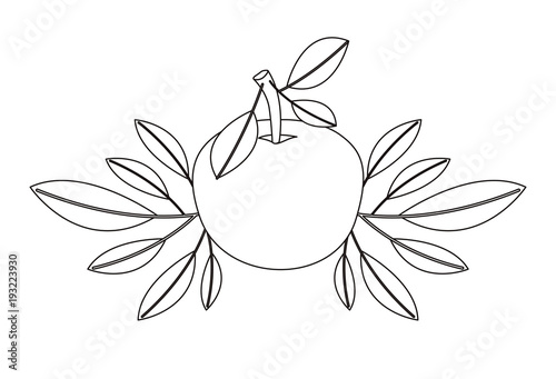 orange with leafs fresh and citrus fruit vector illustration design