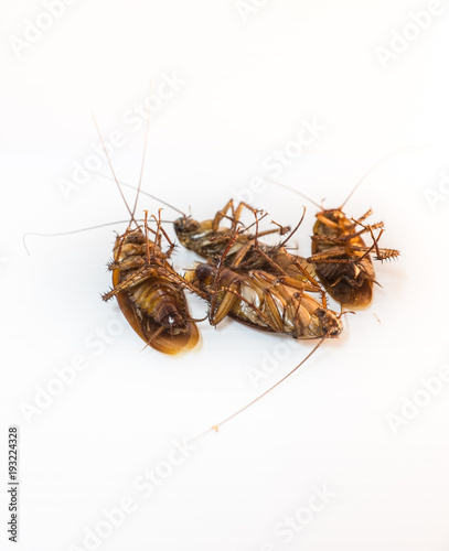 Cockroaches © chavalitpanguta