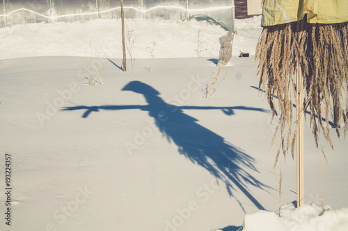a shadow of effigy of winter on the snow during Russian holiday of Maslennitsa photo
