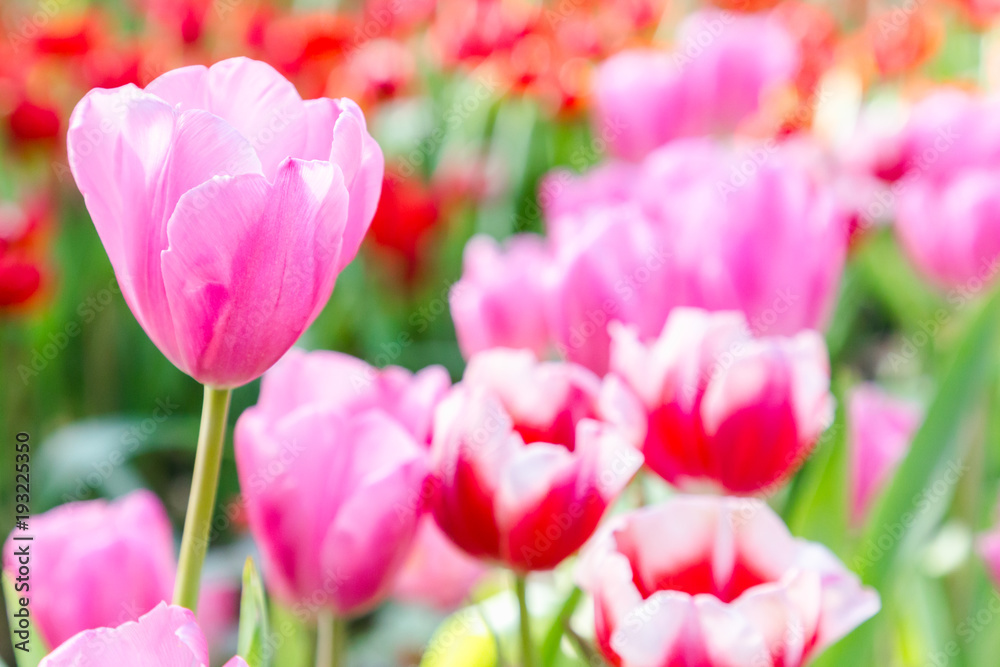 Tulip flower. Beautiful tulips in tulip field with green leaf background at winter or spring day. broken tulip. Tulip flower. Beautiful tulips in tulip field with green leaf background at winter or spring day. broken tulip.