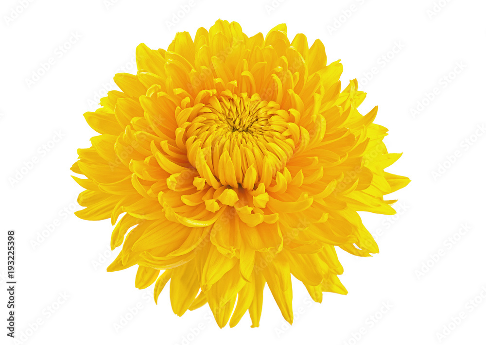 Obraz premium Głowa kwiatu żółtej chryzantemy