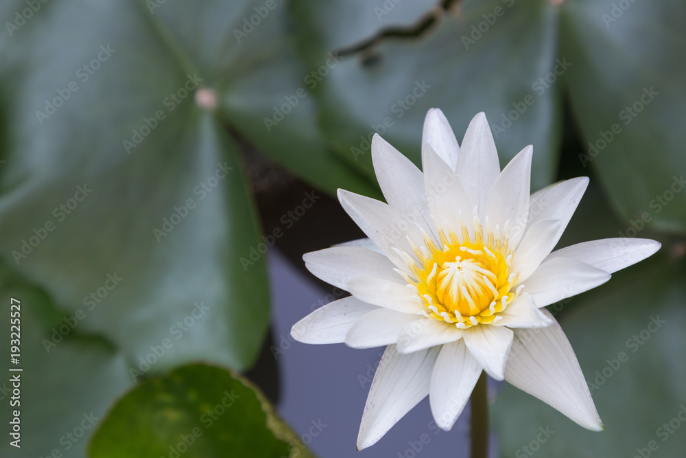Lotus flower or water lily flower blooming with lotus leaves background in the pond at sunny summer or spring day. Nymphaea water lily. Director G.T. Mroore water lily. Lotus flower or water lily flower blooming with lotus leaves background in the pond at sunny summer or spring day. Nymphaea water lily. Director G.T. Mroore water lily.