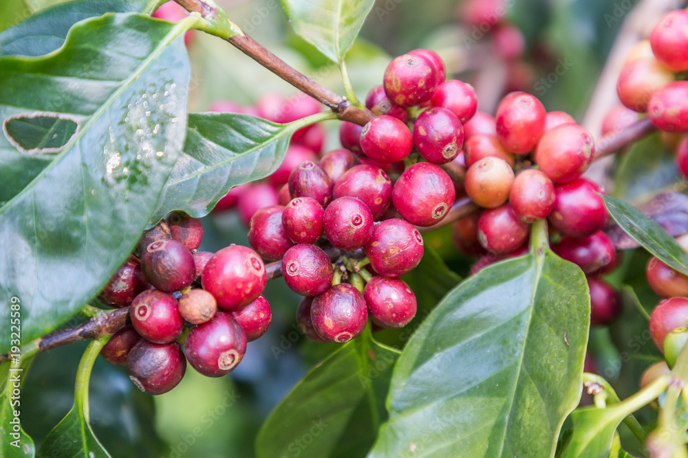 Green coffee beans growing on the branch. raw coffee bean on coffee tree  plantation. Closeup fresh raw coffee bean on tree. Stock Photo | Adobe Stock