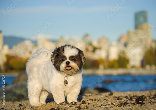 Shih Tzu dog outdoor portrait standing on beach with city in background
