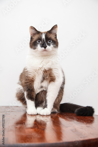 Portrait of cute cat with blue eyes