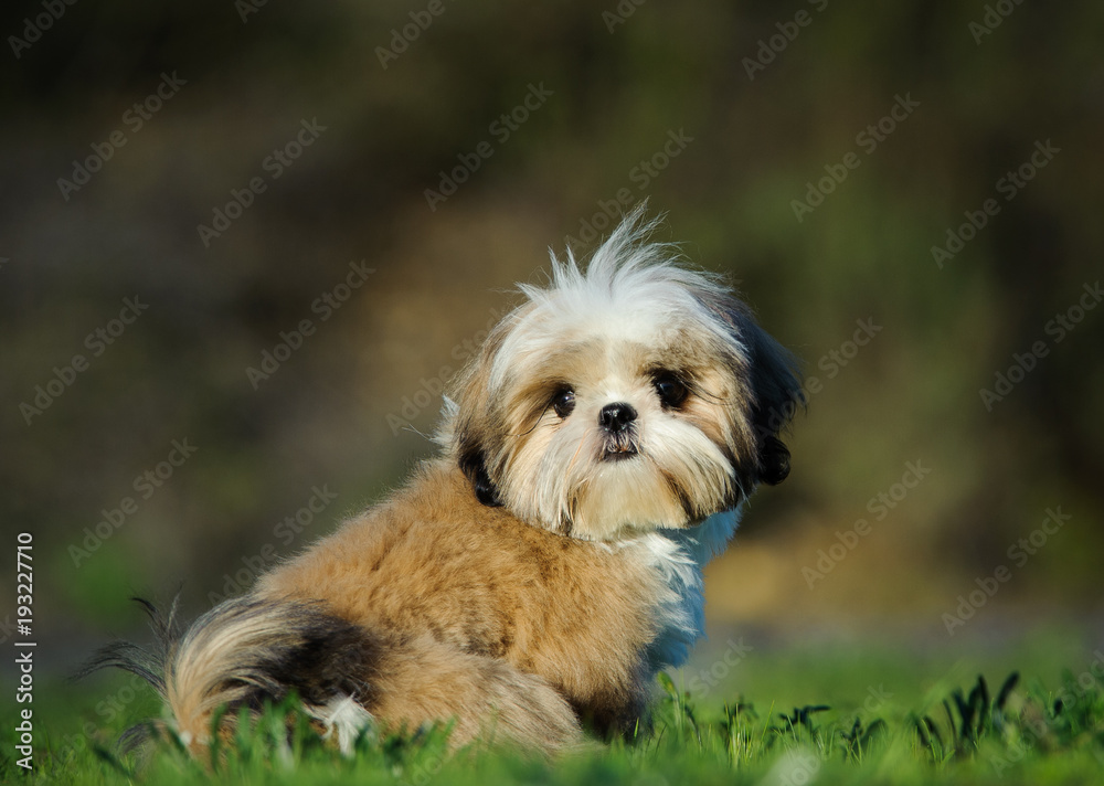 Shih Tzu puppy dog sitting in grass field