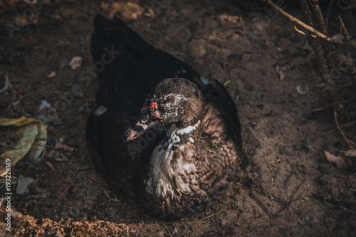 ducks on green grass in farm and cage