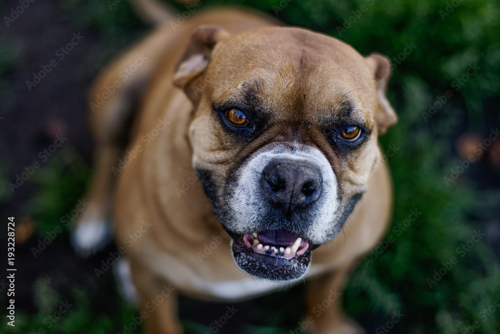 Pittbull Boxer Mix Pittbull Boxer Mix