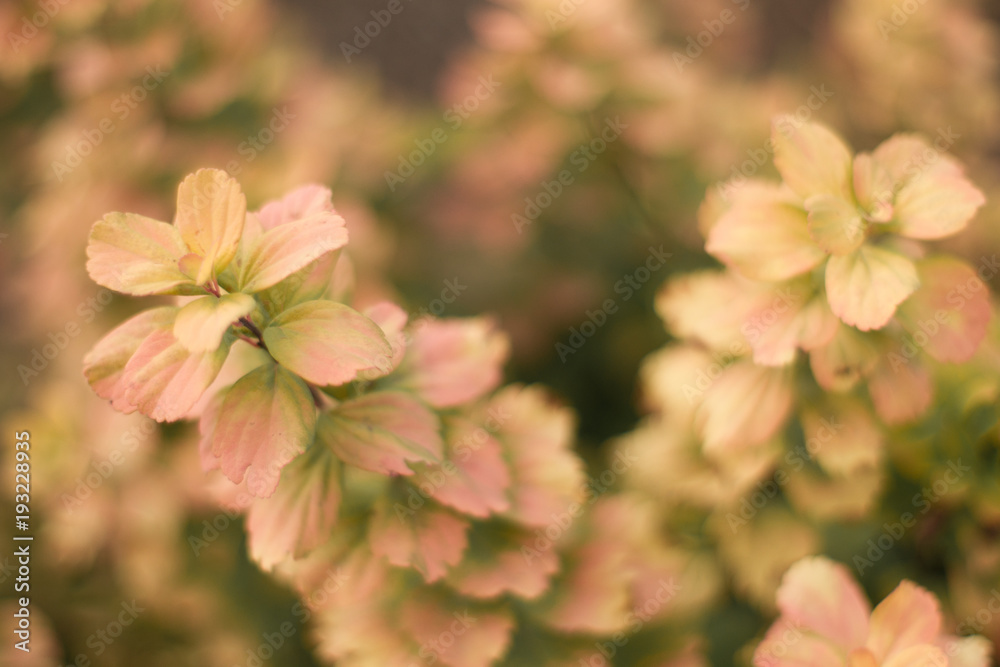 Pink Green Leaves 1