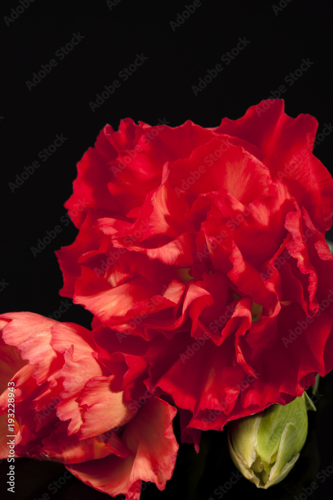 Flower of red carnation (Dianthus caryophyllus) isolated on black background. Flower of red carnation (Dianthus caryophyllus) isolated on black background.