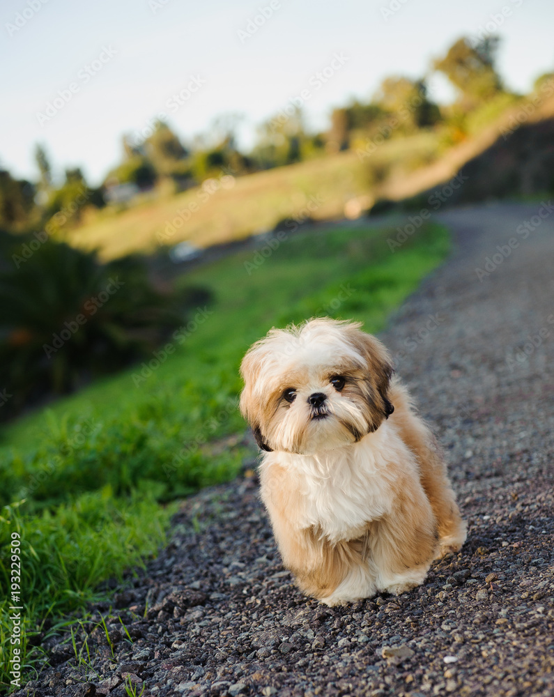 Shih Tzu puppy dog standing on dirt road Shih Tzu puppy dog standing on dirt road