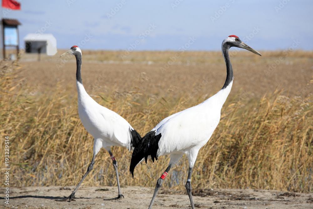 Obraz premium Red-crowned Crane in Zhalong nature reserve