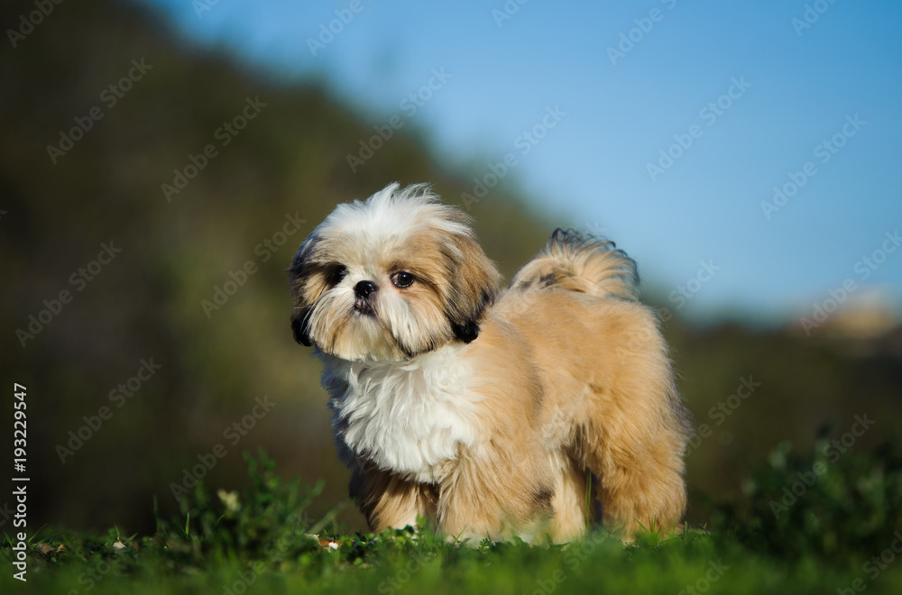 Shih Tzu puppy dog standing in open field Shih Tzu puppy dog standing in open field