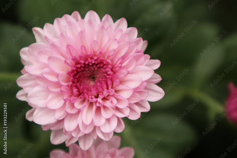 Amazing Close Up chrysanthemum Amazing Close Up chrysanthemum