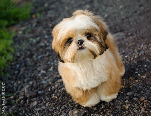 Canvas Print Shih Tzu dog standing on road looking up