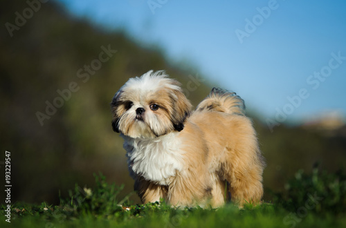 Konstfotografi Shih Tzu puppy dog standing in open field