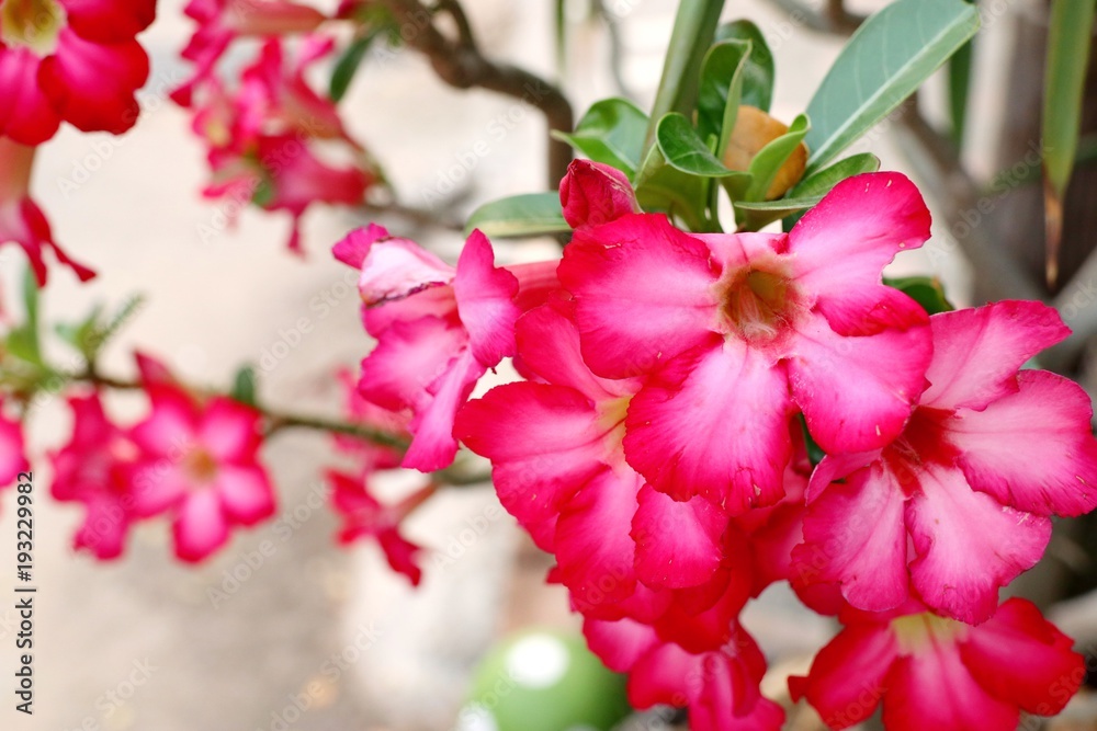 Obraz premium Azalea flowers in tropical