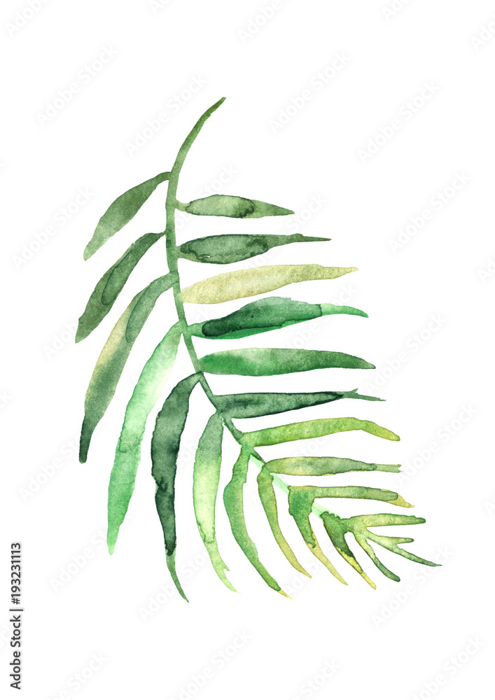 Fototapeta premium Watercolor drawing of a leaf of a palm tree. Green tropical palm leaf. Hand drawn illustratio. Drawing on white isolated background. Watercolor logo, element.