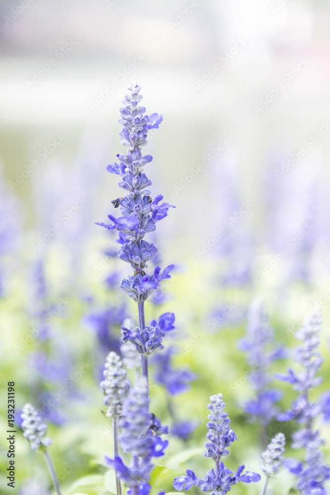 Spring season concept background, Closeup Salvia Merleau Blue flower over blurred flower garden background, spring season concept, summer outdoor day light Spring season concept background, Closeup Salvia Merleau Blue flower over blurred flower garden background, spring season concept, summer outdoor day light