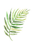 Watercolor drawing of a leaf of a palm tree. Green tropical palm leaf. Hand drawn illustratio. Drawing on white isolated background. Watercolor logo, element.