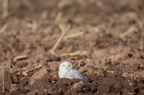Snowy Owl Sitting in a Farm Field